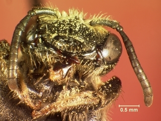 Andrena alleghaniensis, female, mandibles