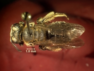 Andrena alleghaniensis, female, top
