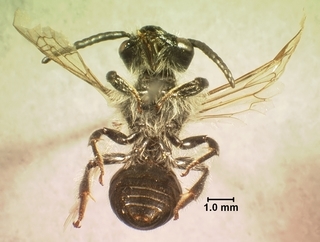 Andrena alleghaniensis, male, bottom