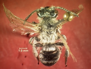 Andrena alleghaniensis, male, top