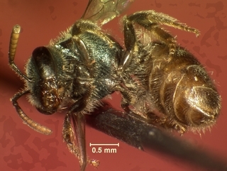 Lasioglossum ellisiae, female, bottom