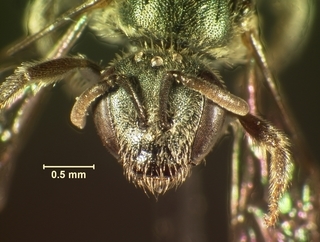 Lasioglossum ellisiae, female, face