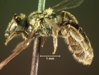 Lasioglossum ellisiae, female, side