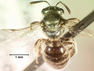 Lasioglossum ellisiae, female, top