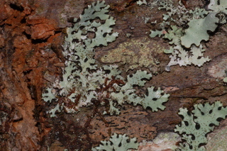 Maronea polyphaea, crustose one in center olive green with disc shaped apothecia