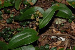 Maianthemum canadense, Canada mayflower