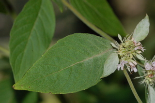 Pycnanthemum montanum, leaf