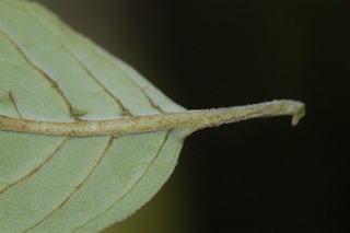 Pycnanthemum montanum, leaf underside