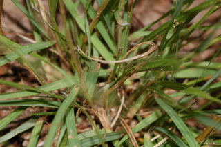 Danthonia spicata, Poverty grass