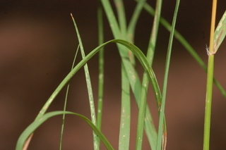 Danthonia spicata, Poverty grass