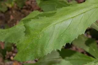 Erechtites hieracifolia, American burnweed