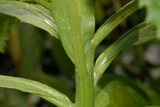 Erechtites hieracifolia, American burnweed, leaf underside