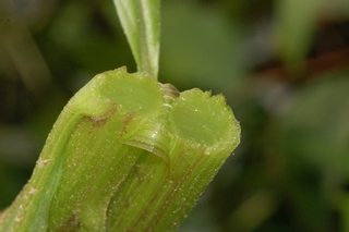 Erechtites hieracifolia, American burnweed, stem