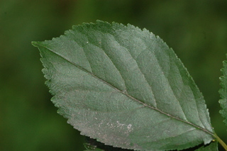 Prunus cerasus, Sour cherry, leaf