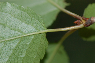 Prunus cerasus, Sour cherry, leaf underside