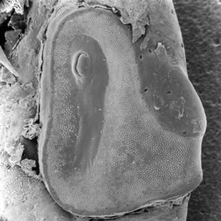 Amblyomma tuberculatum, female, spiracle