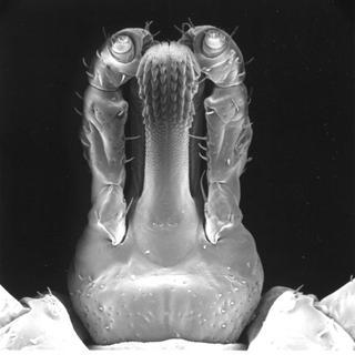 Amblyomma tuberculatum, male, front head bottom