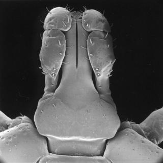 Amblyomma tuberculatum, male, front head top