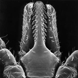 Ixodes scapularis, female, head bottom