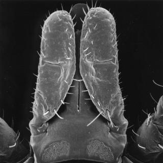 Ixodes scapularis, female, head top