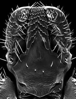 Ixodes scapularis, nymph, head bottom