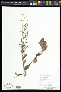 Nicotiana plumbaginifolia