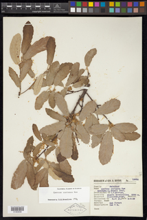Quercus castanea