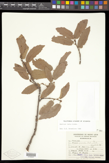 Quercus laeta