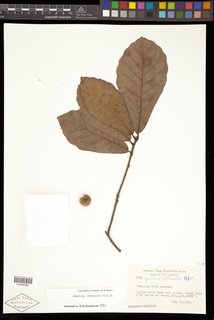 Quercus obtusata