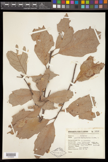 Quercus scytophylla