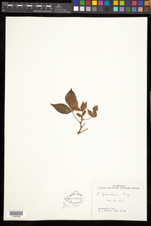 Carya floridana