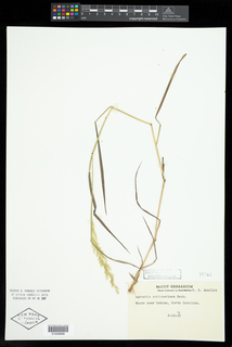 Agrostis perennans