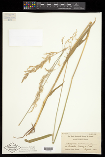 Arctagrostis latifolia