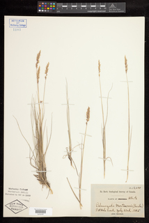 Calamagrostis montanensis