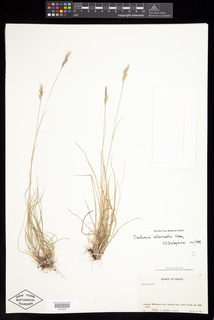 Danthonia intermedia