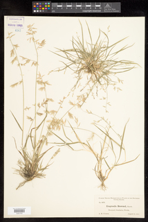 Eragrostis brownii