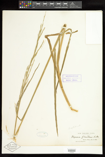 Glyceria septentrionalis