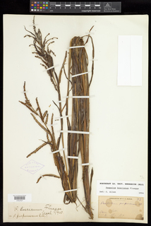 Paspalum scrobiculatum