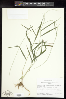 Muhlenbergia sylvatica