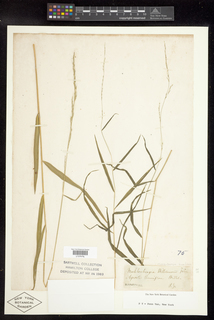 Muhlenbergia tenuiflora