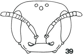 Micralictoides altadenae female head fig39