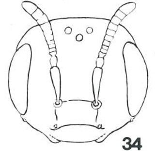 Micralictoides mojavensis female head fig34