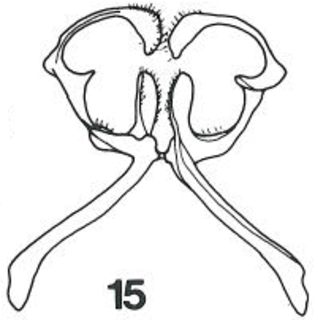 Micralictoides mojavensis male s7 fig15