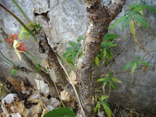 Jatropha podagrica