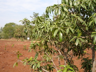 Mangifera indica