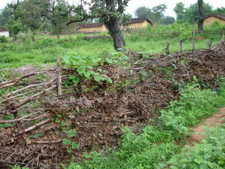 Momordica charantia on fence prepared from Bambusa bambos and Butea monosperma