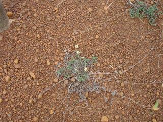 Tridax procumbens in Jatropha curcas field