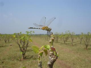 Jatropha curcas, Dragonfly