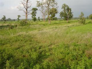 Celosia argentea infestation in rice field