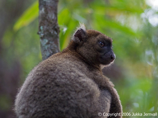 Hapalemur simus, male, Greater Bamboo Lemur